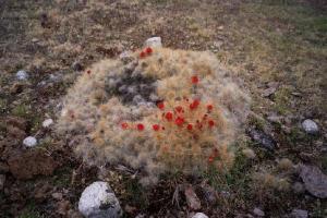 Květena 4250 m n.m.