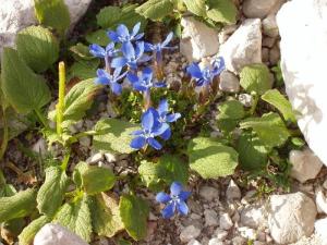 Hořec jarní (na konci srpna)