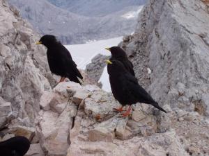 Nenasytná kavčata na vrcholu Dachsteinu