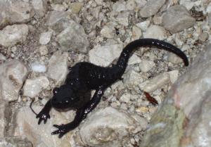 Rozloučil se s námi alpský mlok