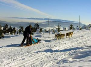 Závody psích spřežení