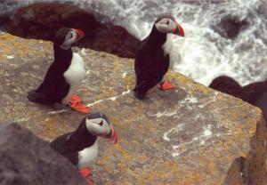 Jiří Pitelka: Fotogeničtí papuchálci (Is