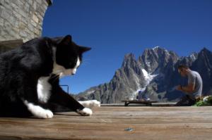 Le chat des Aiguilles