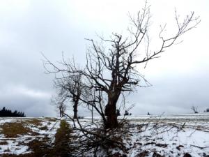 Smutná Celní cesta